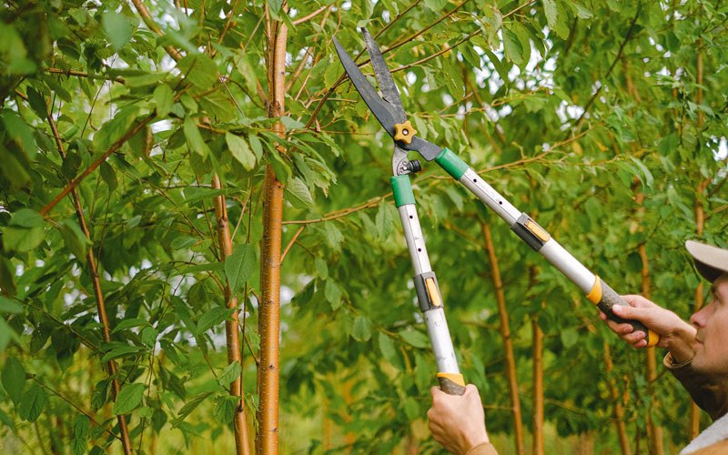 Tree trimming in Tokio, ND