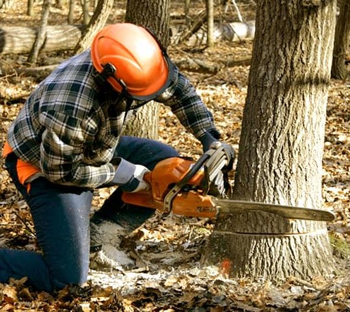 Tree Removal in Tokio, ND